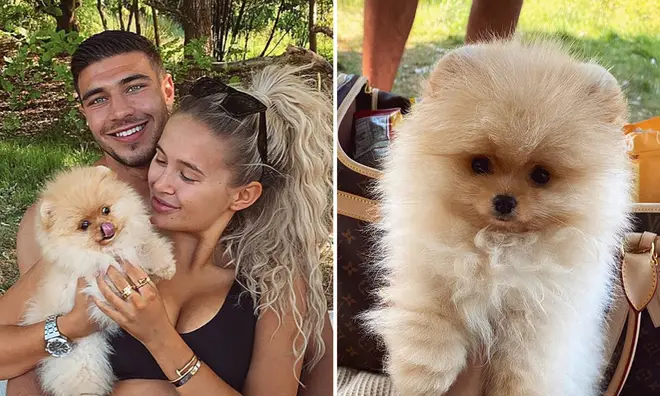 Love Island's Molly-Mae and boyfriend Tommy Fury revealed that their puppy Mr Chai had passed away this week.