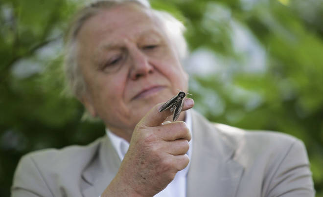 Sir David Attenborough will be narrating the show special to his iconic wildlife series 'Planet Earth'