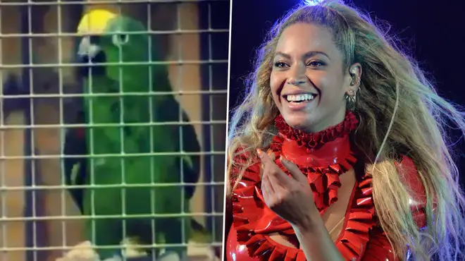 Beyoncé&squot;s "If I Were A Boy" sang by parrot in hilarious viral clip