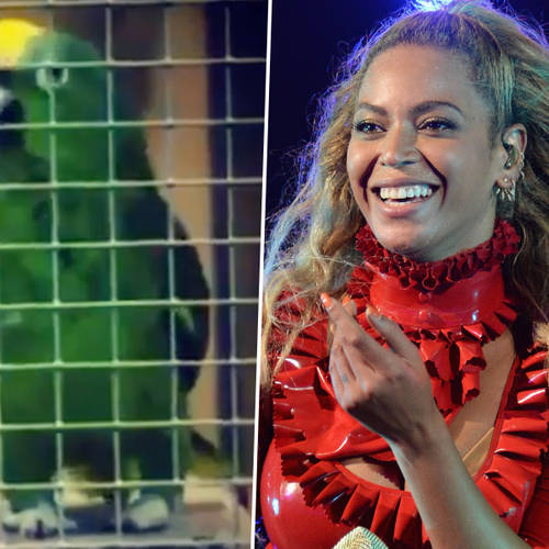 Beyoncé's "If I Were A Boy" sang by parrot in hilarious viral clip