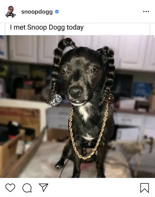 Snoop's canine twin can be seen rocking his signature ponytails and chain.