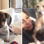How many dogs does Kylie Jenner has? Names, ages and more