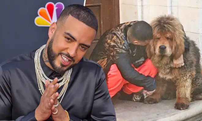 French Montana's dog Champ has won the hearts of the internet